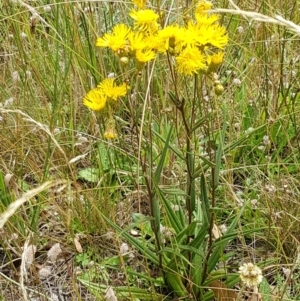 Podolepis jaceoides at Namadgi National Park - 23 Feb 2021