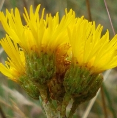 Podolepis jaceoides at Namadgi National Park - 23 Feb 2021