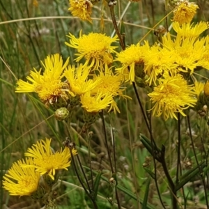 Podolepis jaceoides at Namadgi National Park - 23 Feb 2021