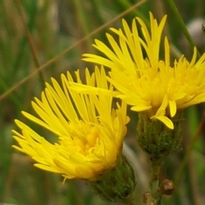 Podolepis jaceoides at Namadgi National Park - 23 Feb 2021