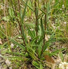 Podolepis jaceoides at Namadgi National Park - 23 Feb 2021