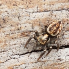 Unidentified Spider (Araneae) at Namadgi National Park - 23 Feb 2021 by trevorpreston