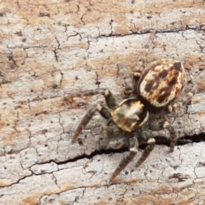 Unverified Spider at Cotter River, ACT - 23 Feb 2021 by trevorpreston