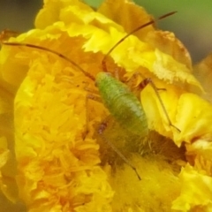 Tettigoniidae (family) (Unidentified katydid) at Cotter River, ACT - 23 Feb 2021 by tpreston