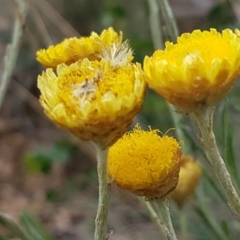 Coronidium scorpioides (Button Everlasting) at Cotter River, ACT - 23 Feb 2021 by trevorpreston