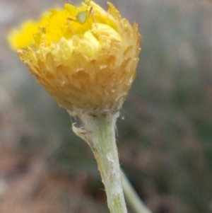 Coronidium scorpioides at Cotter River, ACT - 23 Feb 2021