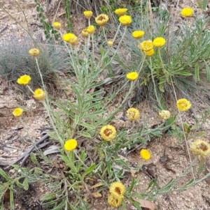 Coronidium scorpioides at Cotter River, ACT - 23 Feb 2021