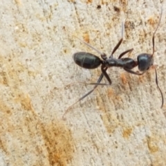 Iridomyrmex mayri at Namadgi National Park - 23 Feb 2021 by tpreston