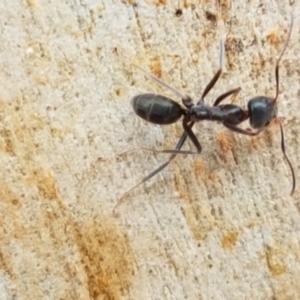 Iridomyrmex mayri at Cotter River, ACT - 23 Feb 2021