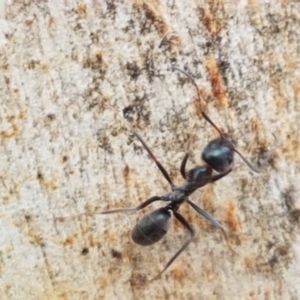 Iridomyrmex mayri at Cotter River, ACT - 23 Feb 2021 11:59 AM