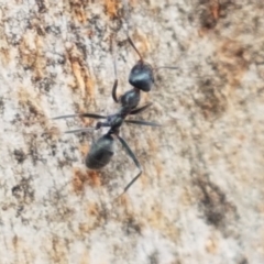 Iridomyrmex mayri at Cotter River, ACT - 23 Feb 2021