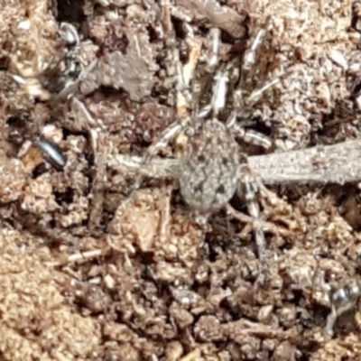 Unidentified Spider (Araneae) at Namadgi National Park - 23 Feb 2021 by trevorpreston