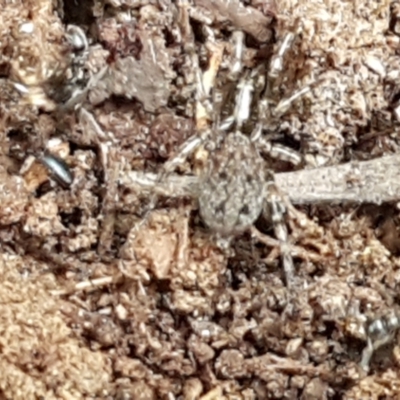 Unidentified Spider (Araneae) at Cotter River, ACT - 23 Feb 2021 by trevorpreston