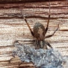 Unidentified Spider (Araneae) at Cotter River, ACT - 23 Feb 2021 by trevorpreston