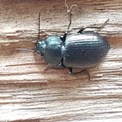 Adelium subdepressum (Darkling Beetle) at Namadgi National Park - 23 Feb 2021 by tpreston