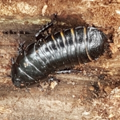 Panesthia australis (Common wood cockroach) at Namadgi National Park - 23 Feb 2021 by tpreston