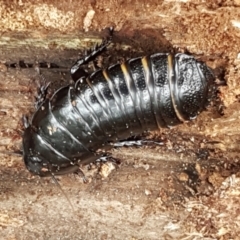 Panesthia australis (Common wood cockroach) at Cotter River, ACT - 23 Feb 2021 by trevorpreston