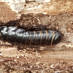 Panesthia australis at Cotter River, ACT - 23 Feb 2021 11:51 AM