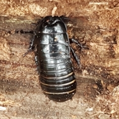 Panesthia australis at Cotter River, ACT - 23 Feb 2021 11:51 AM