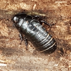 Panesthia australis at Cotter River, ACT - 23 Feb 2021 11:51 AM