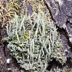 Cladonia sp. (genus) (Cup Lichen) at Cotter River, ACT - 23 Feb 2021 by trevorpreston