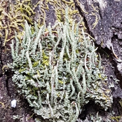 Cladonia sp. (genus) (Cup Lichen) at Cotter River, ACT - 23 Feb 2021 by trevorpreston