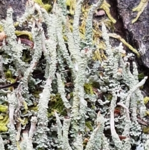 Cladonia sp. (genus) at Cotter River, ACT - 23 Feb 2021