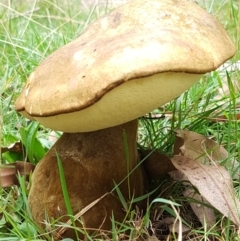 Phlebopus marginatus (Giant Bolete) at Cotter River, ACT - 23 Feb 2021 by trevorpreston