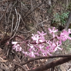 Dipodium roseum (Rosy Hyacinth Orchid) at Cotter River, ACT - 23 Feb 2021 by trevorpreston