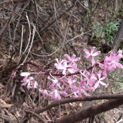 Dipodium roseum (Rosy hyacinth orchid) at Cotter River, ACT - 23 Feb 2021 by tpreston