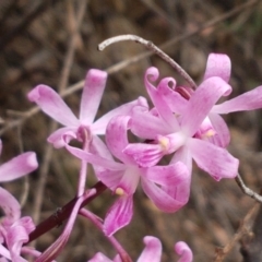 Dipodium roseum at Cotter River, ACT - 23 Feb 2021