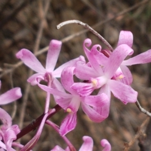 Dipodium roseum at Cotter River, ACT - 23 Feb 2021