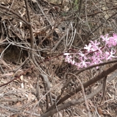 Dipodium roseum at Cotter River, ACT - 23 Feb 2021