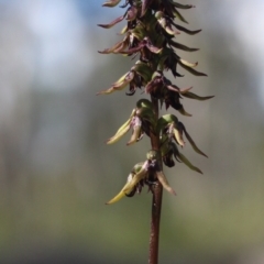 Corunastylis clivicola (Rufous midge orchid) at Gundaroo, NSW - 22 Feb 2021 by MaartjeSevenster