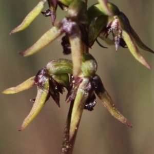 Corunastylis clivicola at Gundaroo, NSW - 22 Feb 2021