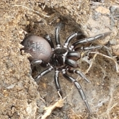 Atrax yorkmainorum (Funnel-web spider) at Namadgi National Park - 23 Feb 2021 by trevorpreston