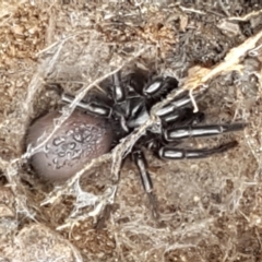 Atrax yorkmainorum at Cotter River, ACT - 23 Feb 2021