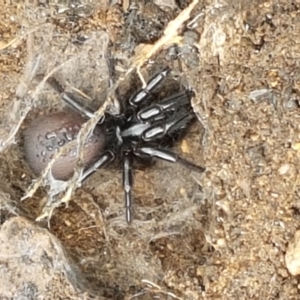 Atrax yorkmainorum at Cotter River, ACT - 23 Feb 2021