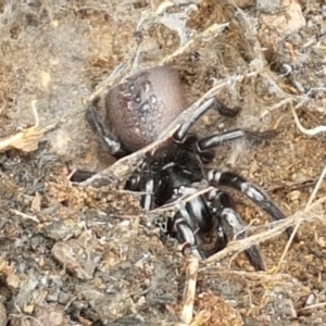 Atrax yorkmainorum at Cotter River, ACT - 23 Feb 2021