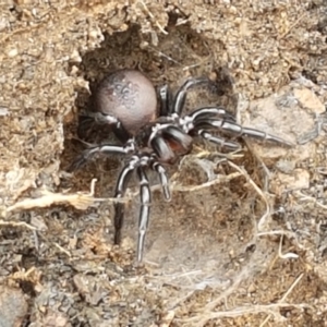 Atrax yorkmainorum at Cotter River, ACT - 23 Feb 2021