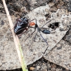Leptomyrmex erythrocephalus (Spider ant) at Cotter River, ACT - 23 Feb 2021 by trevorpreston