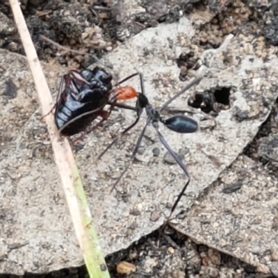 Leptomyrmex erythrocephalus (Spider ant) at Cotter River, ACT - 23 Feb 2021 by tpreston