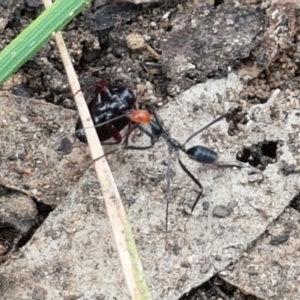 Leptomyrmex erythrocephalus at Cotter River, ACT - 23 Feb 2021