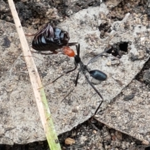 Leptomyrmex erythrocephalus at Cotter River, ACT - 23 Feb 2021 11:29 AM