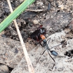 Leptomyrmex erythrocephalus at Cotter River, ACT - 23 Feb 2021 11:29 AM