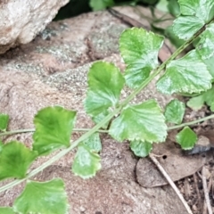 Asplenium flabellifolium (Necklace Fern) at Cotter River, ACT - 23 Feb 2021 by trevorpreston