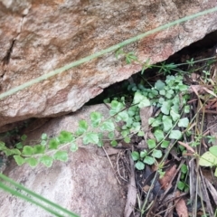 Asplenium flabellifolium at Cotter River, ACT - 23 Feb 2021 11:26 AM