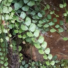 Asplenium flabellifolium (Necklace Fern) at Corin Reservoir - 23 Feb 2021 by trevorpreston