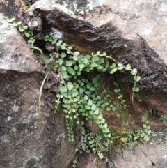 Asplenium flabellifolium at Corin Reservoir - 23 Feb 2021