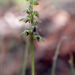 Corunastylis clivicola (Rufous midge orchid) at Gundaroo, NSW - 22 Feb 2021 by MaartjeSevenster